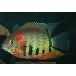 Heros Severus Rotkeil